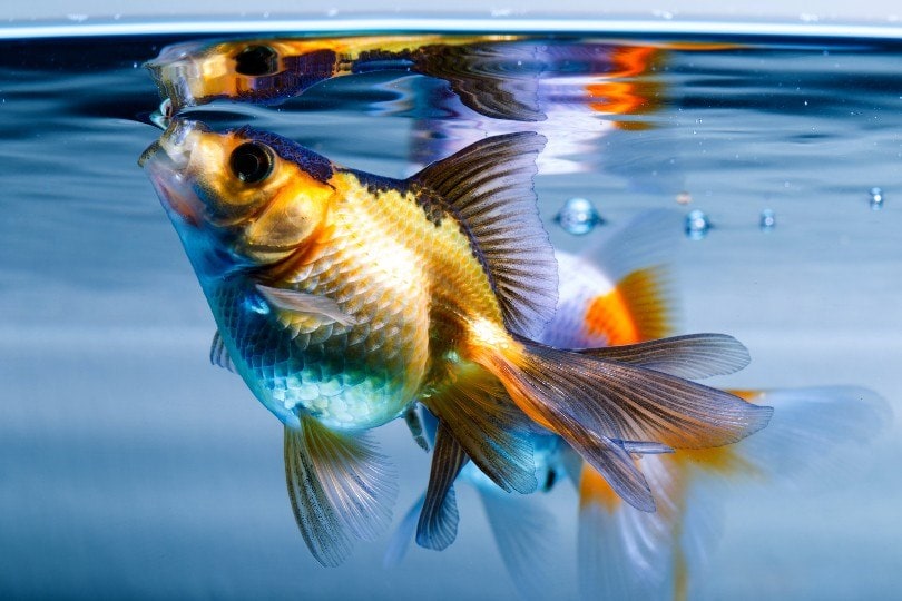Ryukin Goldfish_Ammit Jack_Shutterstock