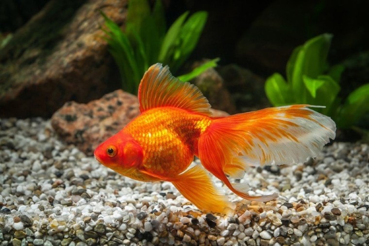 Goldfish_dien_Shutterstock