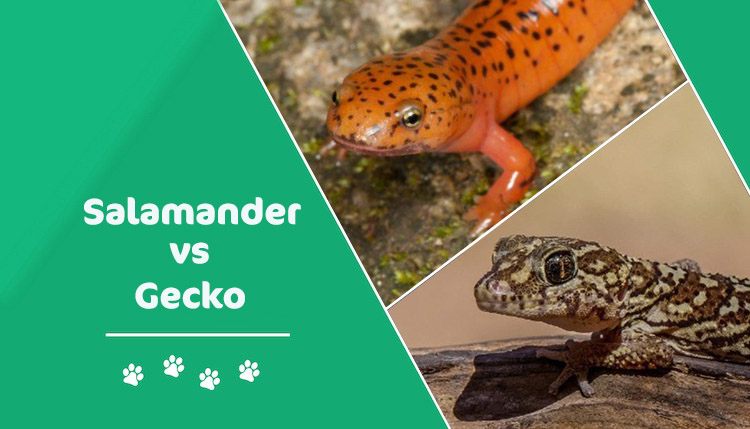 Gecko Vs Salamander