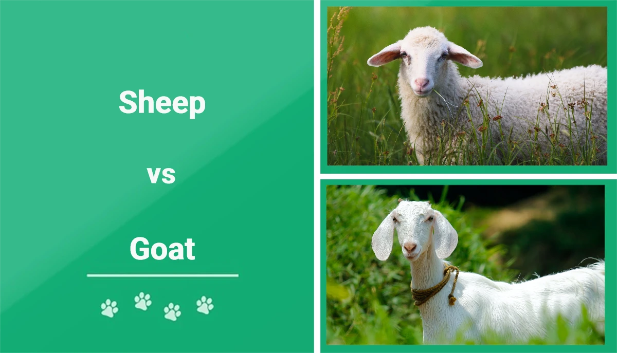 Sheep Vs. Goat: The Key Differences (With Pictures) | Pet Keen