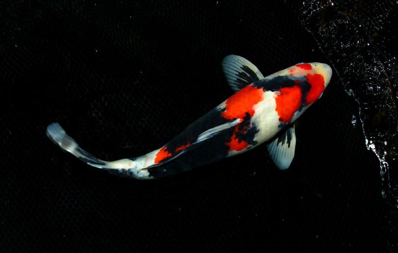 16 Types Of Koi Fish: Varieties, Colors, & Classifications (With Pictures)  | Pet Keen