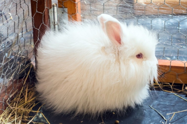 Silky Angora rabbit in a cage