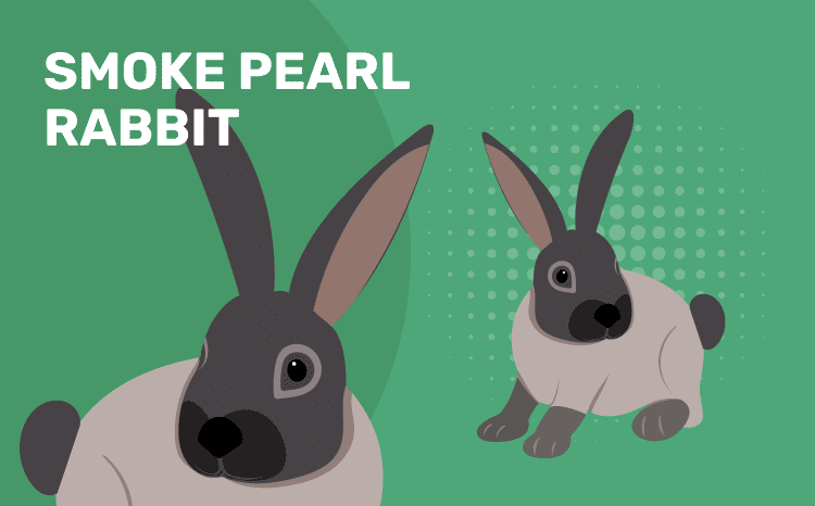 smoke pearl rabbit