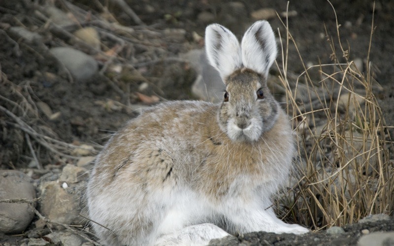 Snowshoe_hare_transitional_coloring-Commons wikimedia