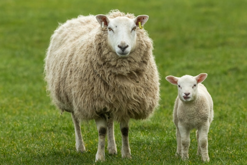 How Do Sheep Survive In The Wild? What You Need To Know! | Pet Keen