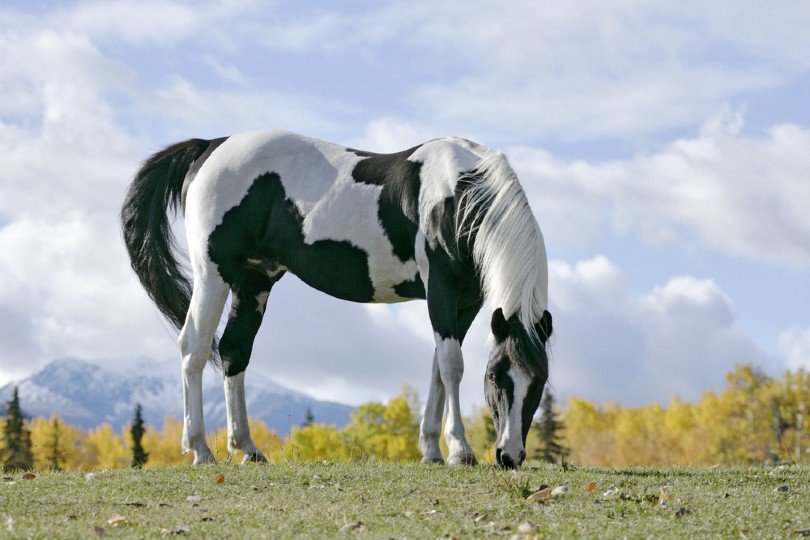 Pinto Horse Colors, Patterns & Facts (With Pictures) Pet Keen