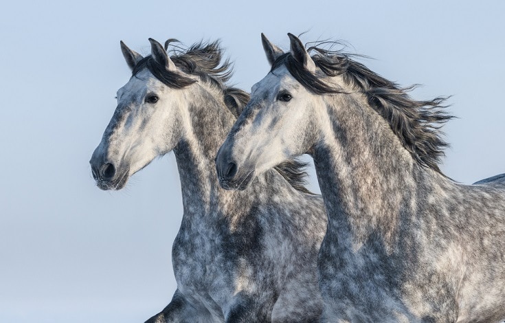 Two grey Andalusian stallions