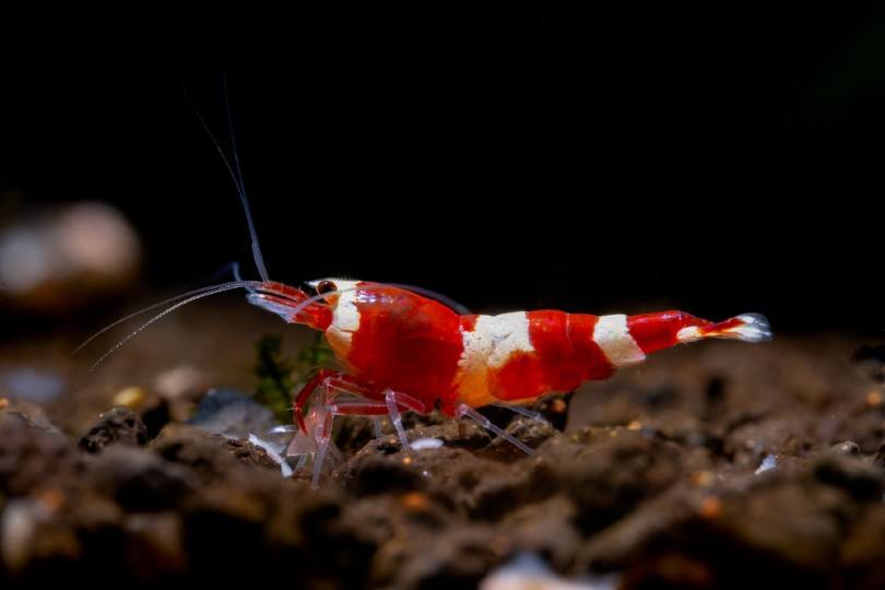 triathlon 鍔 Blinke 19 Popular Freshwater Shrimp Species in 2023 (With Pictures) | Pet Keen