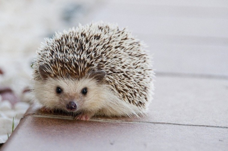 a cute hedgehog