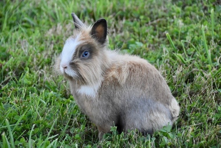 a rabbit with blue eyes_JackieLou DL, Pixabay