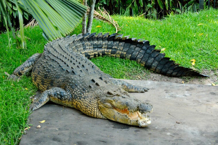 a saltwater crocodile in the zoo