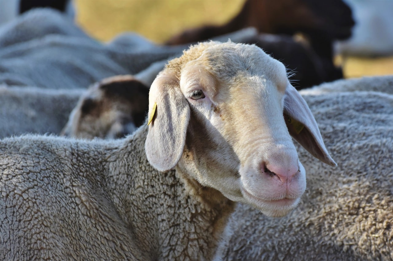 Ram vs Sheep: What's the Difference? (With Pictures) | Pet Keen