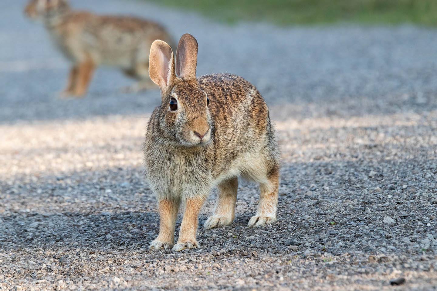 an eastern cottontail rabbit
