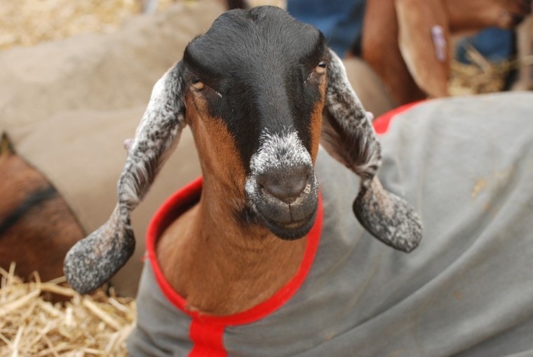 anglo nubian goat with clothes