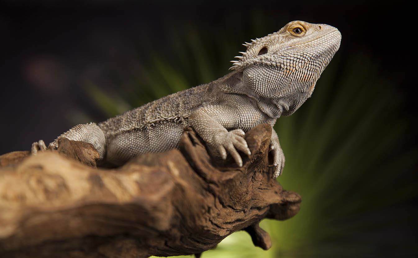 Why Is My Bearded Dragon Turning Black? 13 Reasons