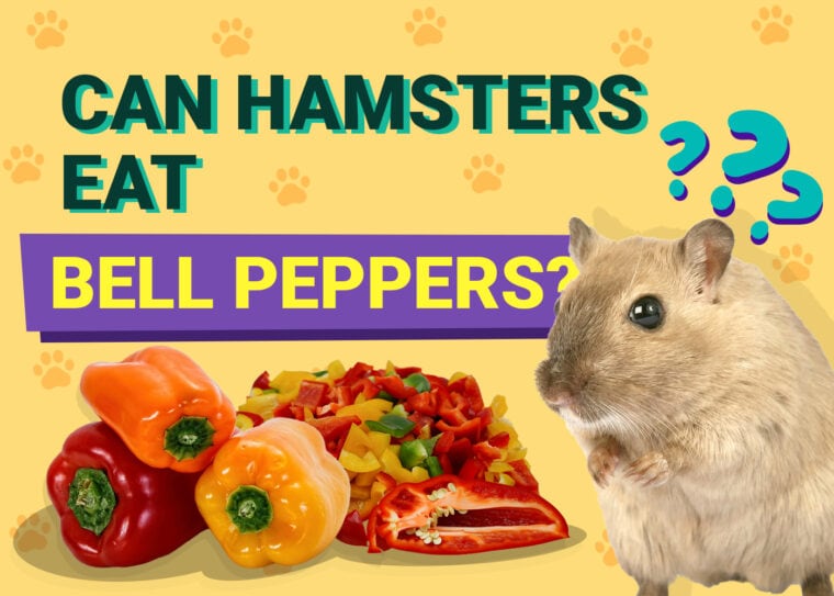 Can Hamsters Eat Bell Peppers