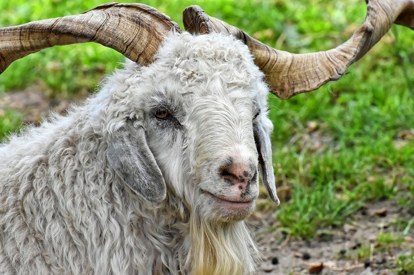 Cashmere Goat: Care Guide, Varieties, Lifespan & More (with Pictures