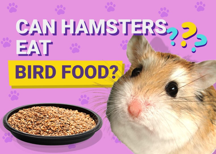 Can Hamsters Eat Bird Food