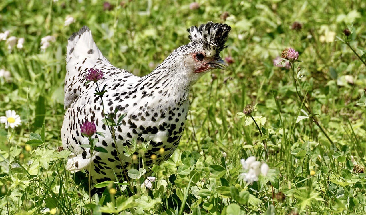 Brown Chicken with White Spots: Discover the Unique Beauty of this Rare ...