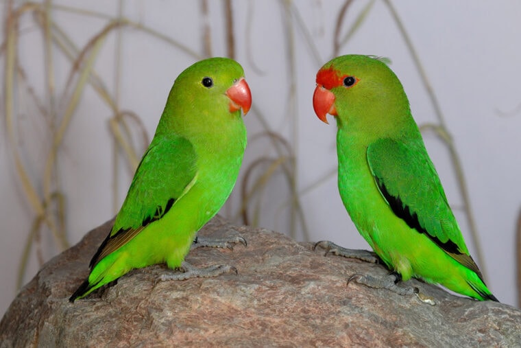 Black-winged Lovebirds facing each other