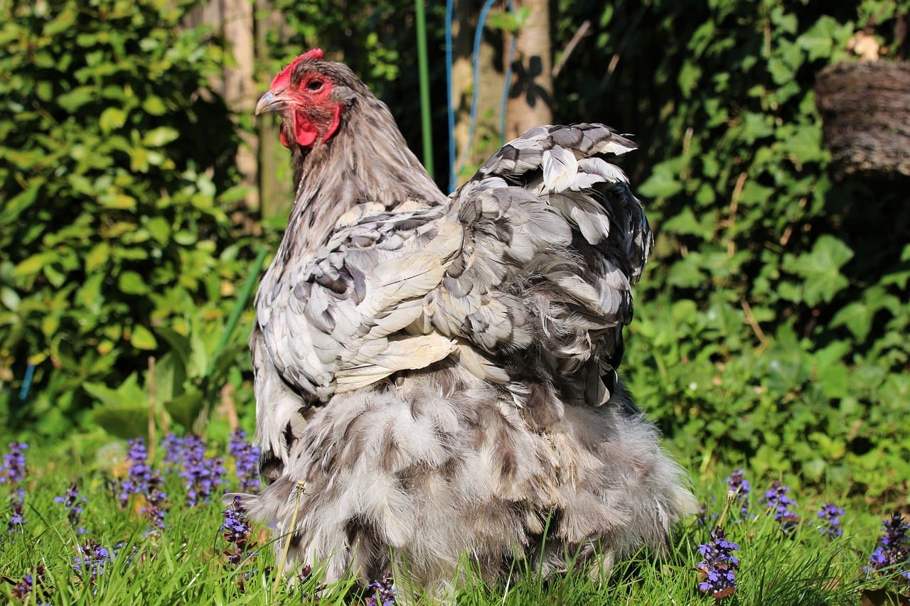 Lavender Vs Blue Orpington Chickens What S The Difference With Pictures Pet Keen