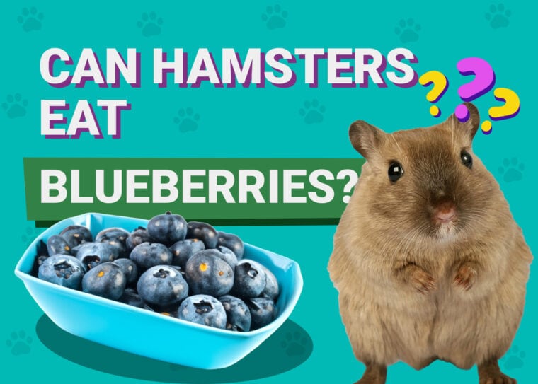 Can Hamsters Eat Blueberries