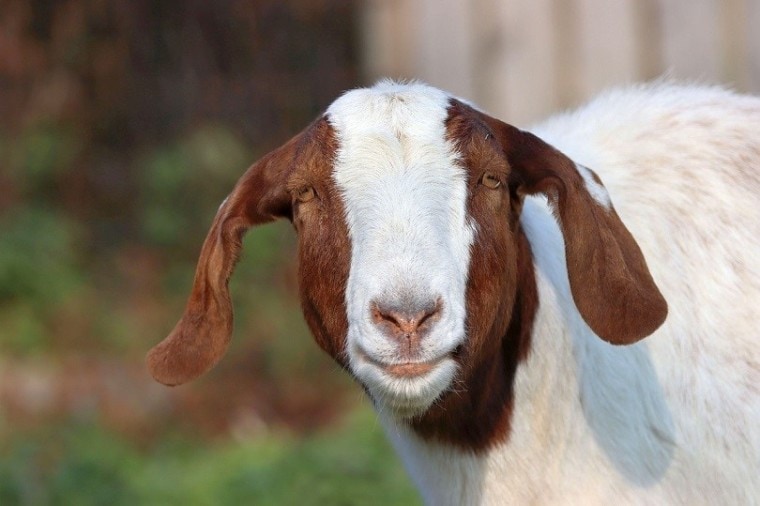 boer goat-pixabay