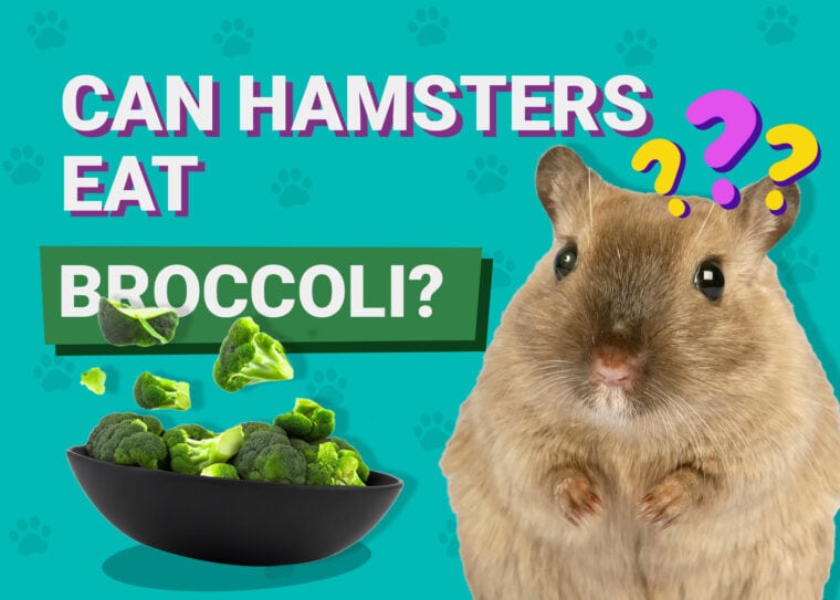 Can Hamsters Eat Broccoli