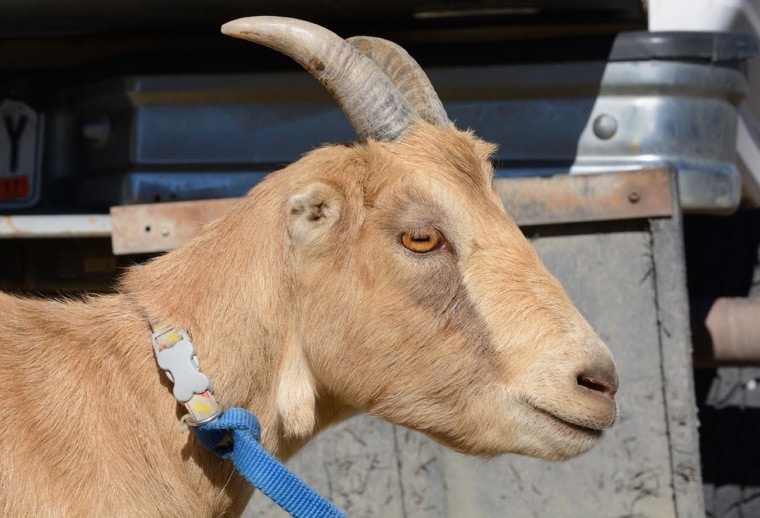 Brown Lamancha goat