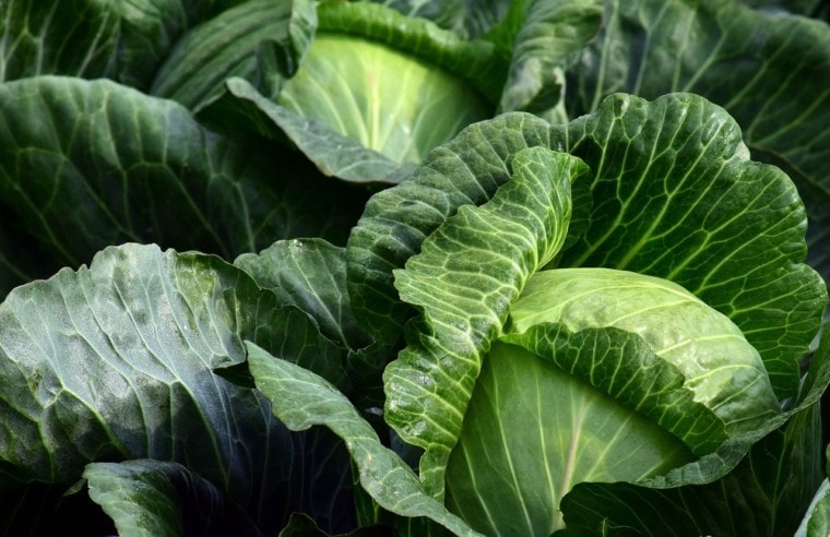 cabbage plants