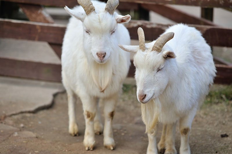 australian cashmere goat