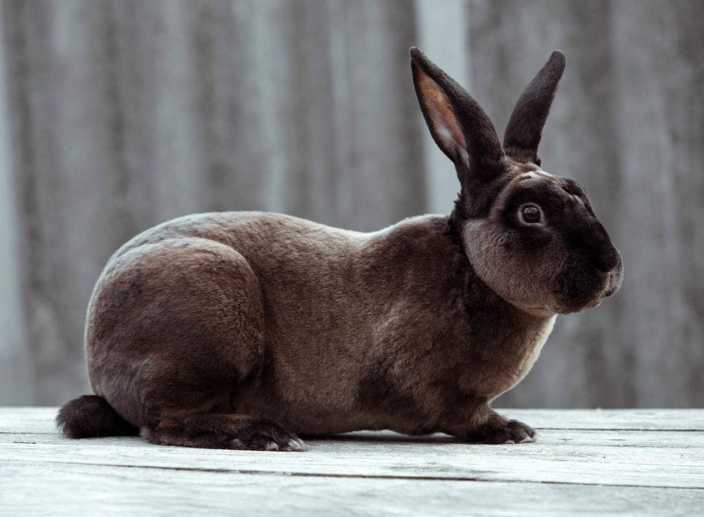 16 Popular Brown Rabbit Breeds (With Pictures) - Unianimal