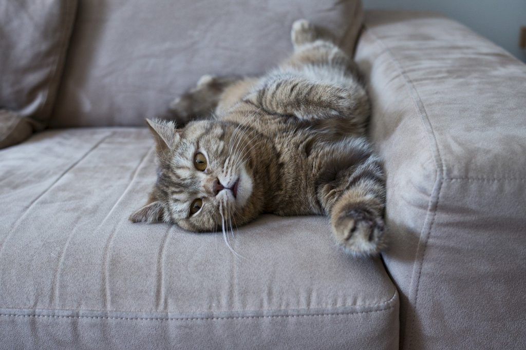 cat lying on the couch