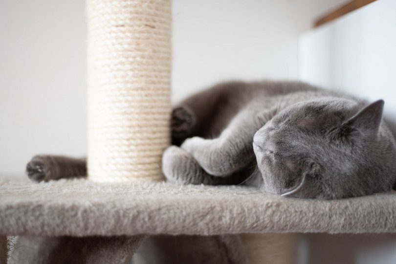 cat sleep-pixabay