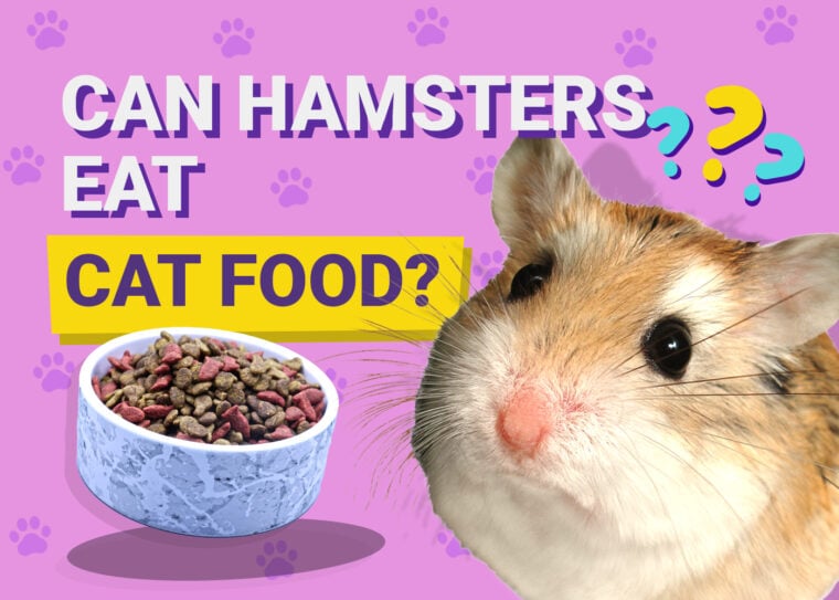Can Hamsters Eat Cat Food