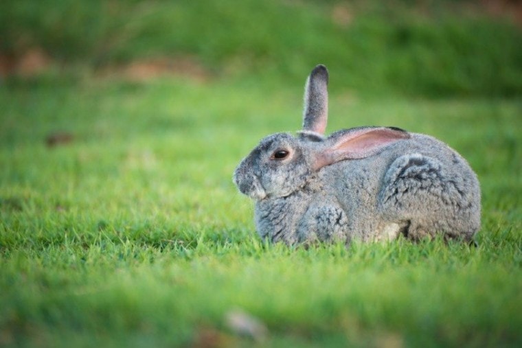 chinchilla rabbit sitting on green grass