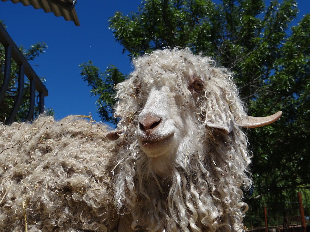 Angora Goat Info: Facts, Pictures, Behavior & Care Guide | Pet Keen