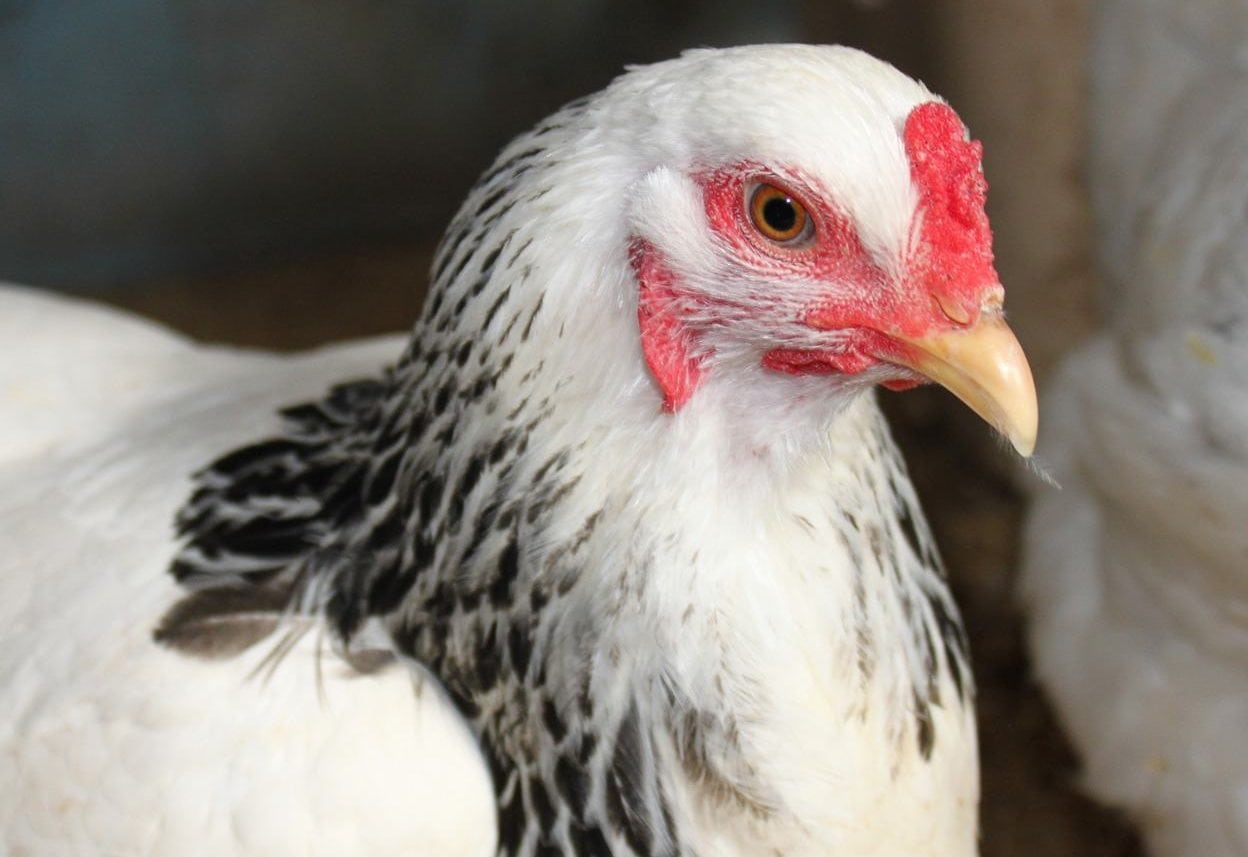 10 Black and White Chicken Breeds (With Pictures) | Pet Keen