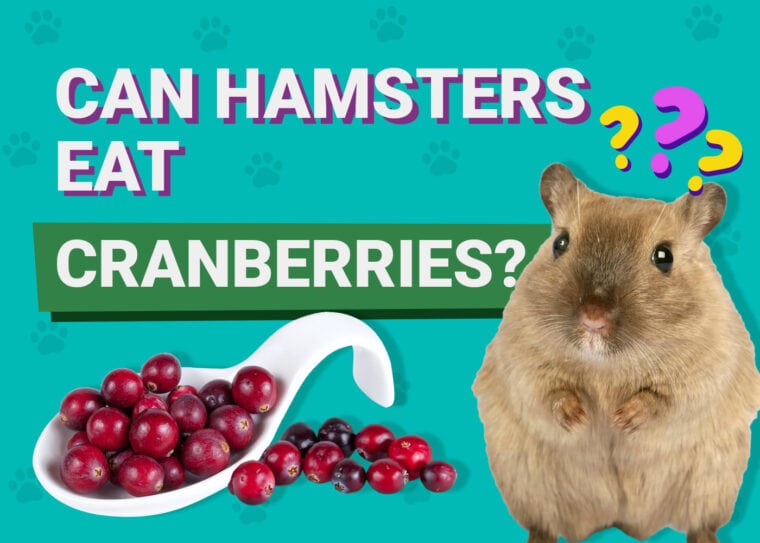 Can Hamsters Eat Cranberries