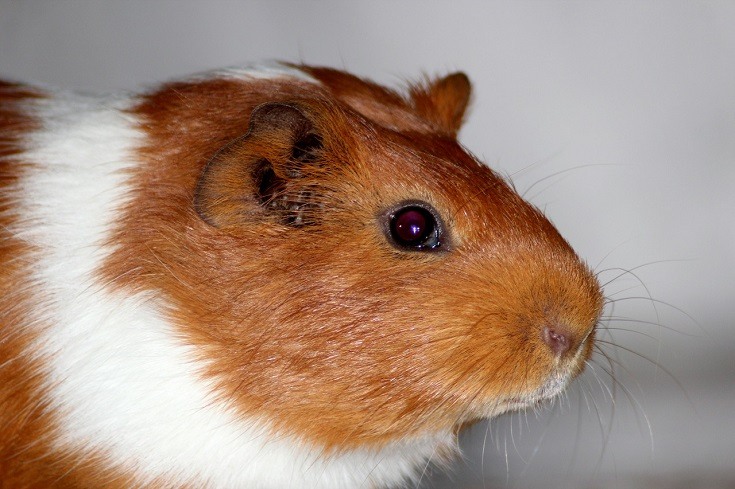 dark ruby eyed guinea pig