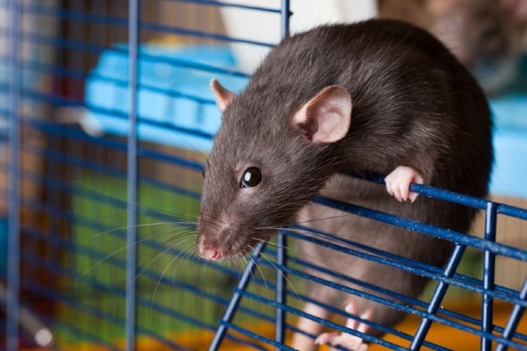 dumbo rat in cage rat names