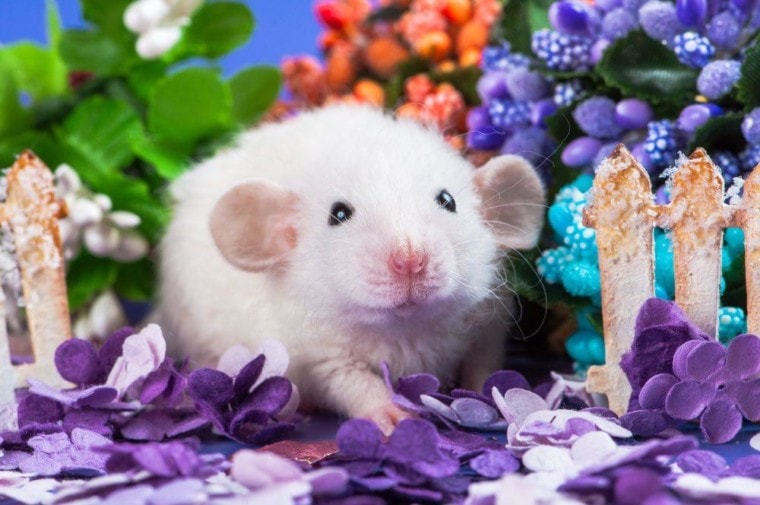Baby dumbo rat in flowers