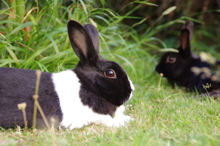 dutch rabbit on the grass