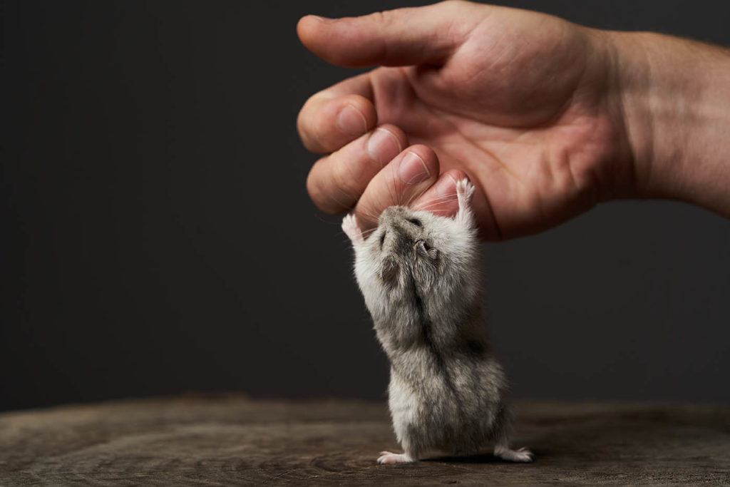 dwarf hamster bites finger