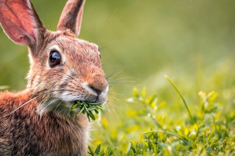 eastern cottontail rabbit eating