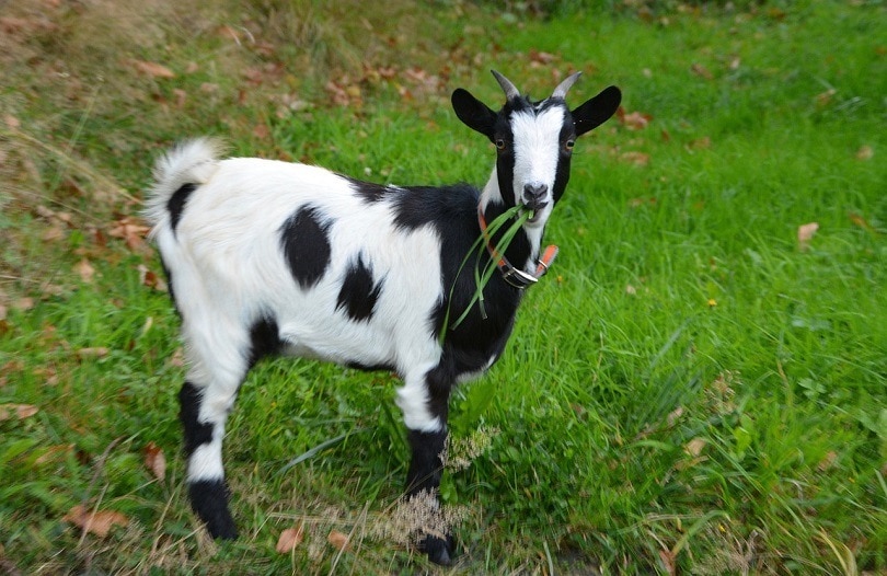 22 Goat Colors, Markings & Patterns (With Pictures) Pet Keen