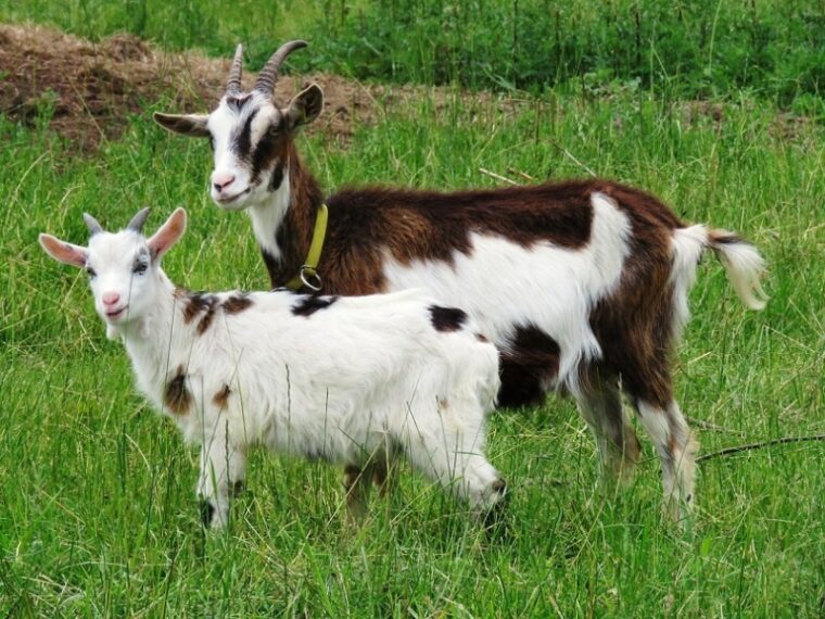 goat brown white