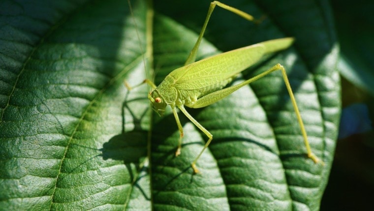 grasshopper close up