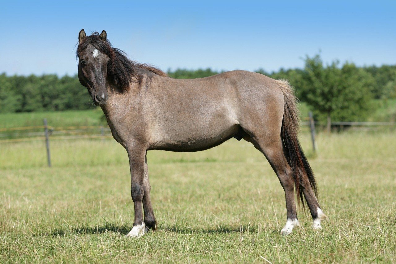 gray gelding horse