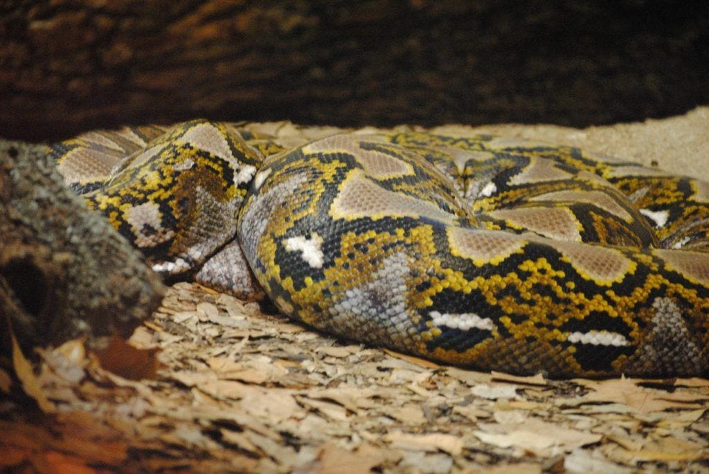 anaconda pet